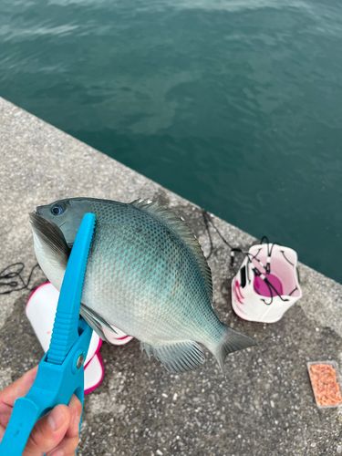 クチブトグレの釣果