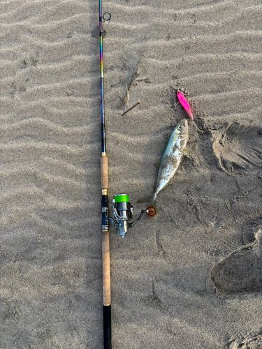 ワカシの釣果