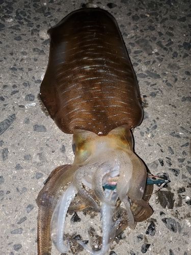 アオリイカの釣果