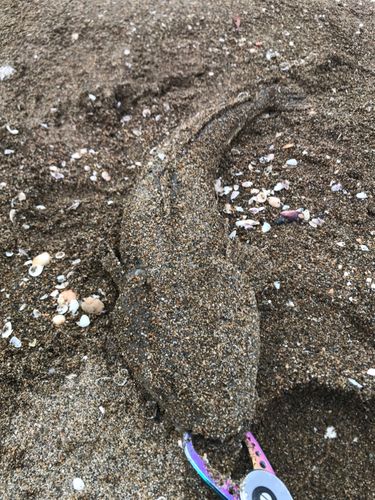 マゴチの釣果