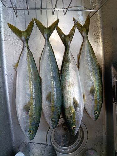 イナダの釣果
