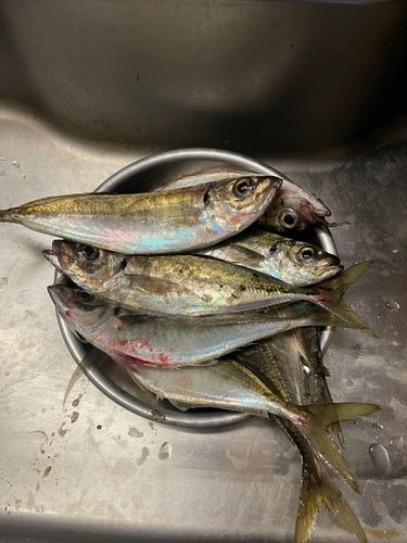 マアジの釣果
