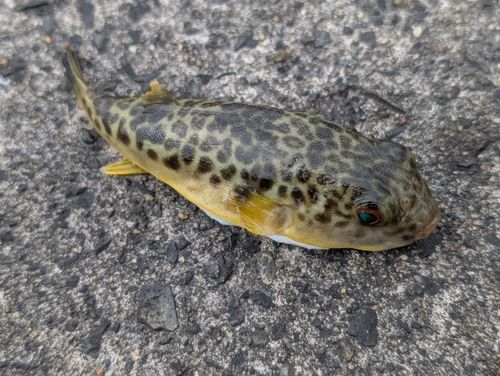 フグの釣果