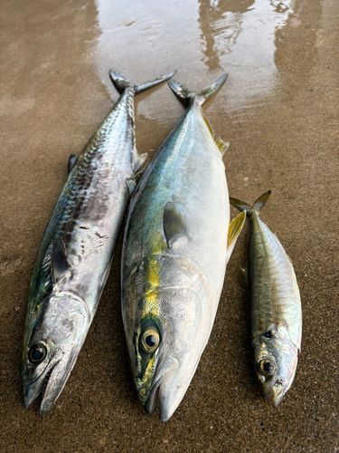 サゴシの釣果