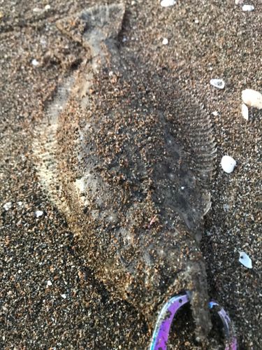 ソゲの釣果