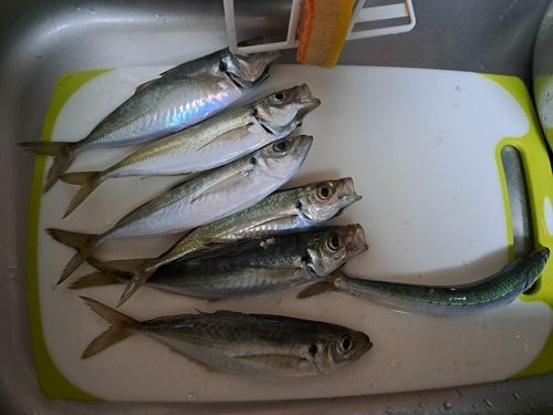 アジの釣果