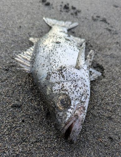 セイゴ（ヒラスズキ）の釣果