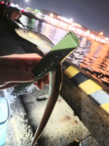 アナゴの釣果