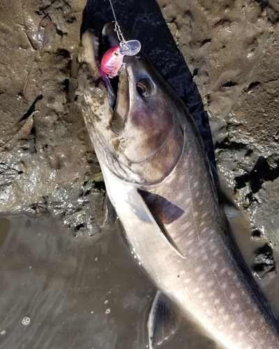 アメマスの釣果