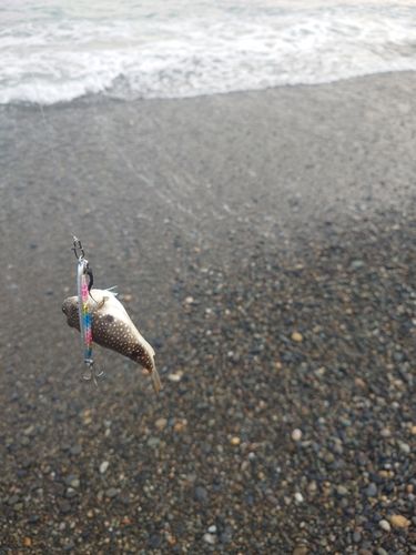 フグの釣果