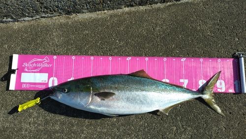 ブリの釣果
