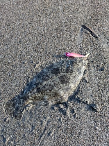 ソゲの釣果