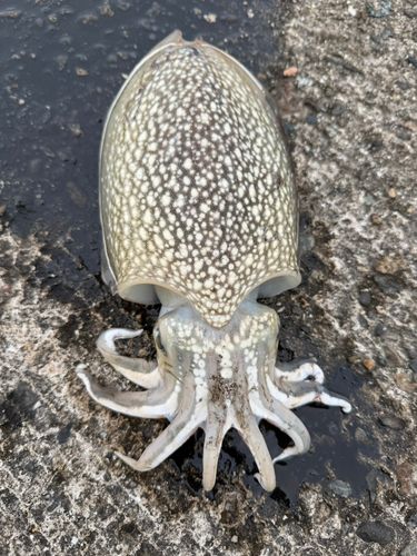 シリヤケイカの釣果