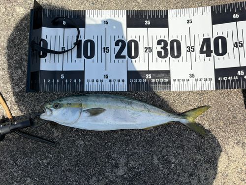 ツバイソの釣果