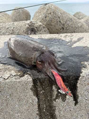 コウイカの釣果