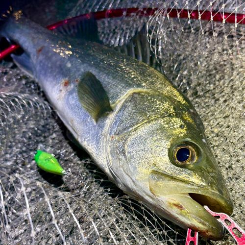 フッコ（マルスズキ）の釣果
