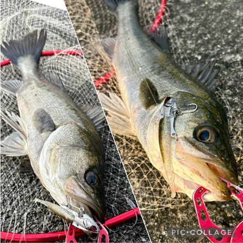 フッコ（マルスズキ）の釣果