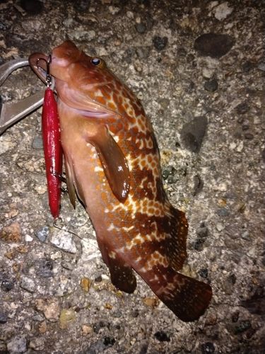 キジハタの釣果