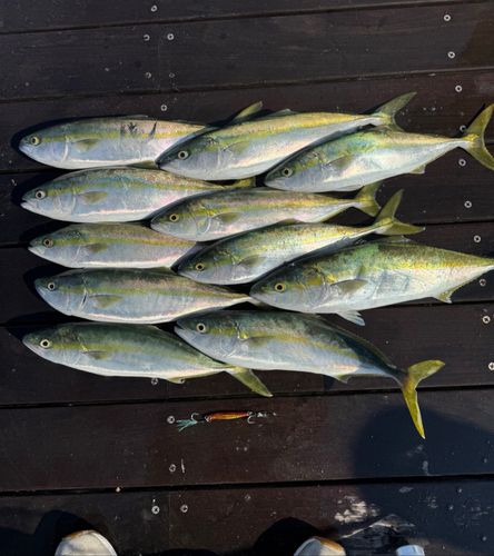 イナダの釣果