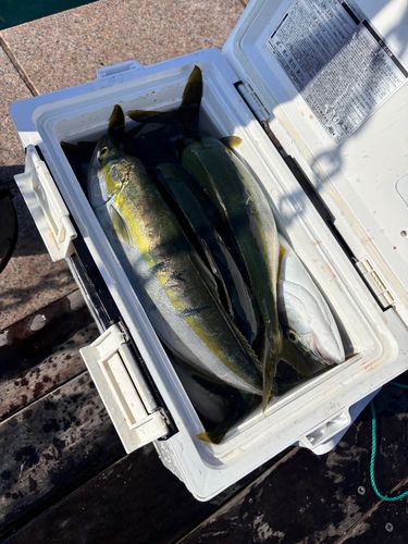 イナダの釣果