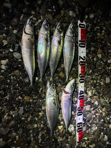 サバの釣果