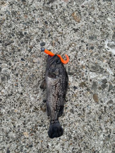 クロソイの釣果