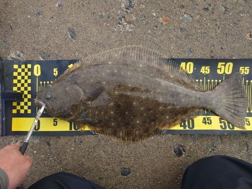 ヒラメの釣果