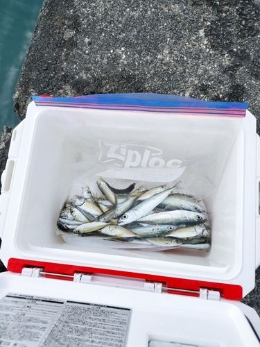 アジの釣果