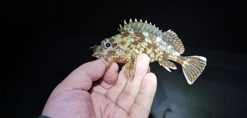 ガシラの釣果