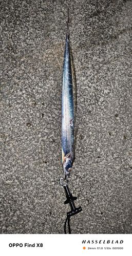 タチウオの釣果
