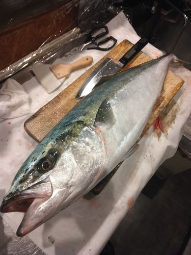 ワラサの釣果