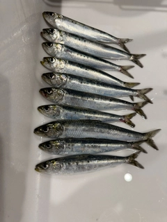 イワシの釣果
