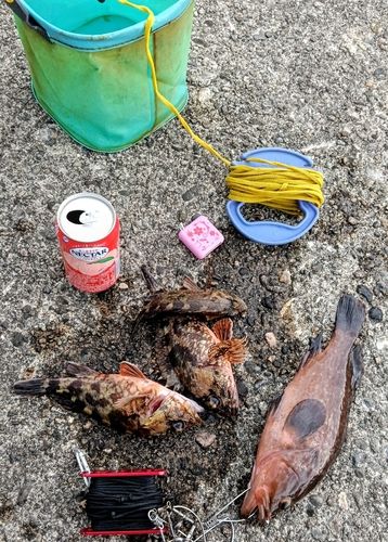 カサゴの釣果