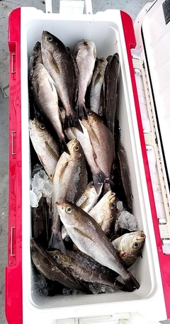 イサキの釣果