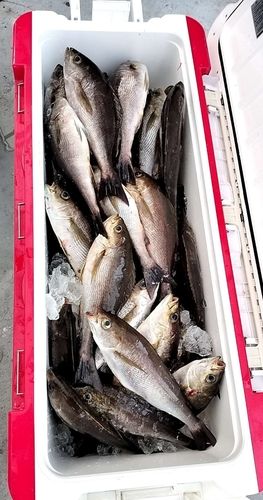 イサキの釣果