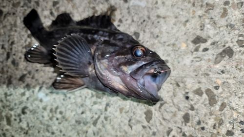 ソイの釣果
