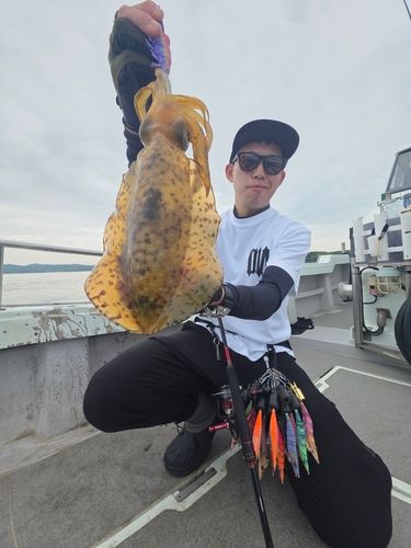 アオリイカの釣果