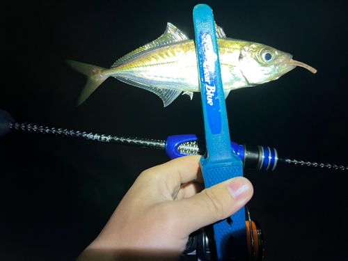 マアジの釣果