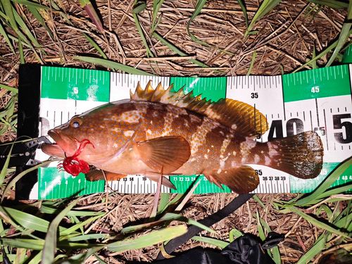 アコウの釣果