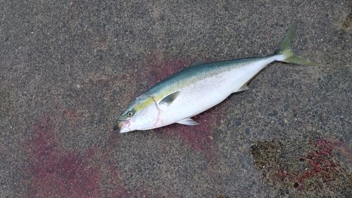 ブリの釣果