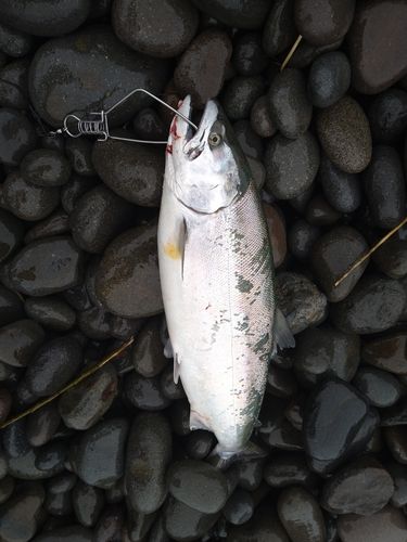 サクラマスの釣果