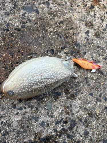 コウイカの釣果