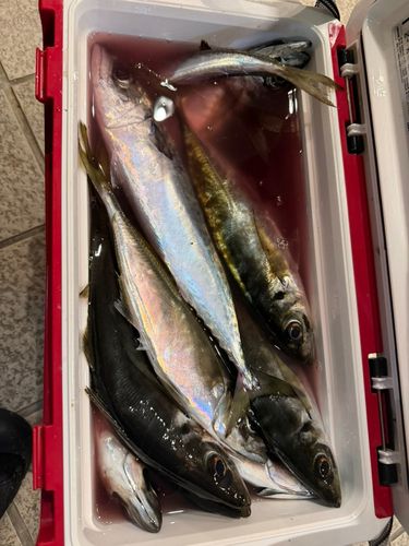マアジの釣果