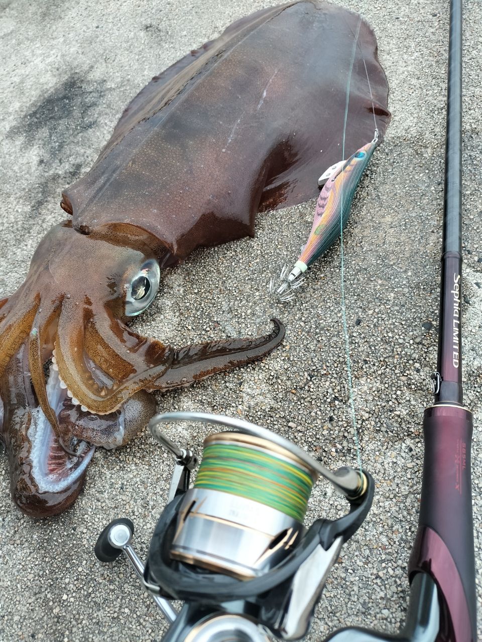 SHIMANO 19セフィア リミテッド S85MLの最安値・インプレ・釣果 | 本音