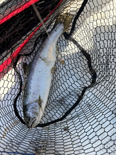 サクラマスの釣果