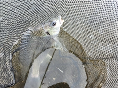キビレの釣果