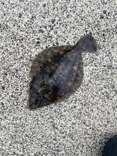 カレイの釣果