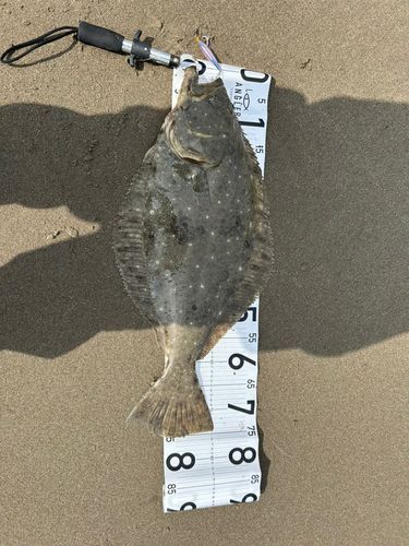 ヒラメの釣果