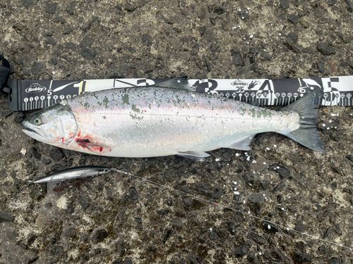 サクラマスの釣果