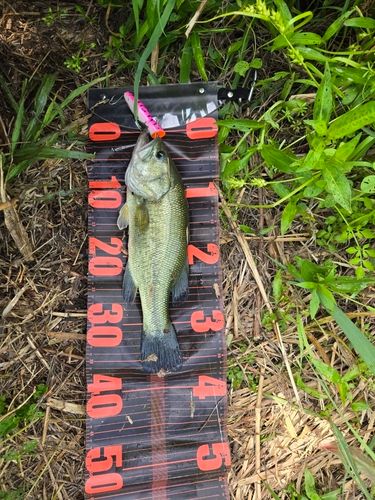 ラージマウスバスの釣果